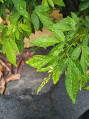 Ohwia caudata