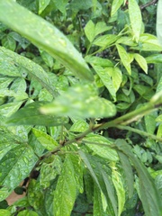 Ohwia caudata