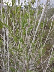 Salix ledebouriana