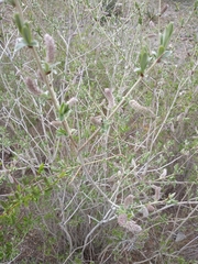 Salix ledebouriana