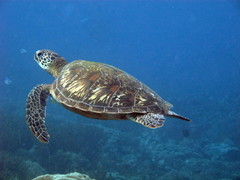 Chelonia mydas