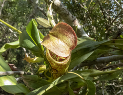 Nepenthes