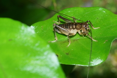 Hemiandrus pallitarsis