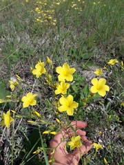 Linum flavum