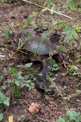 Chelodina expansa