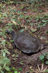 Chelodina expansa