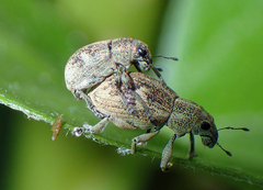 Eugnathus distinctus