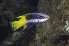 Spotfin Hogfish photo 3