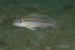 Dwarf Sand Perch photo 1