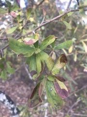 Diospyros lycioides lycioides