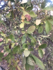 Diospyros lycioides lycioides