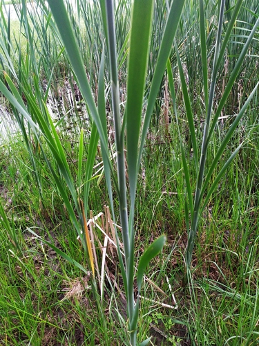 Typha latifolia