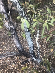 Diospyros lycioides lycioides