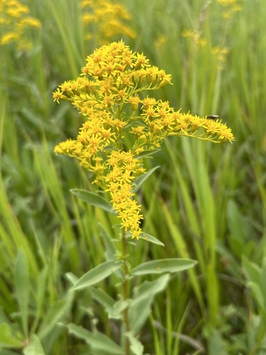 Solidago missouriensis