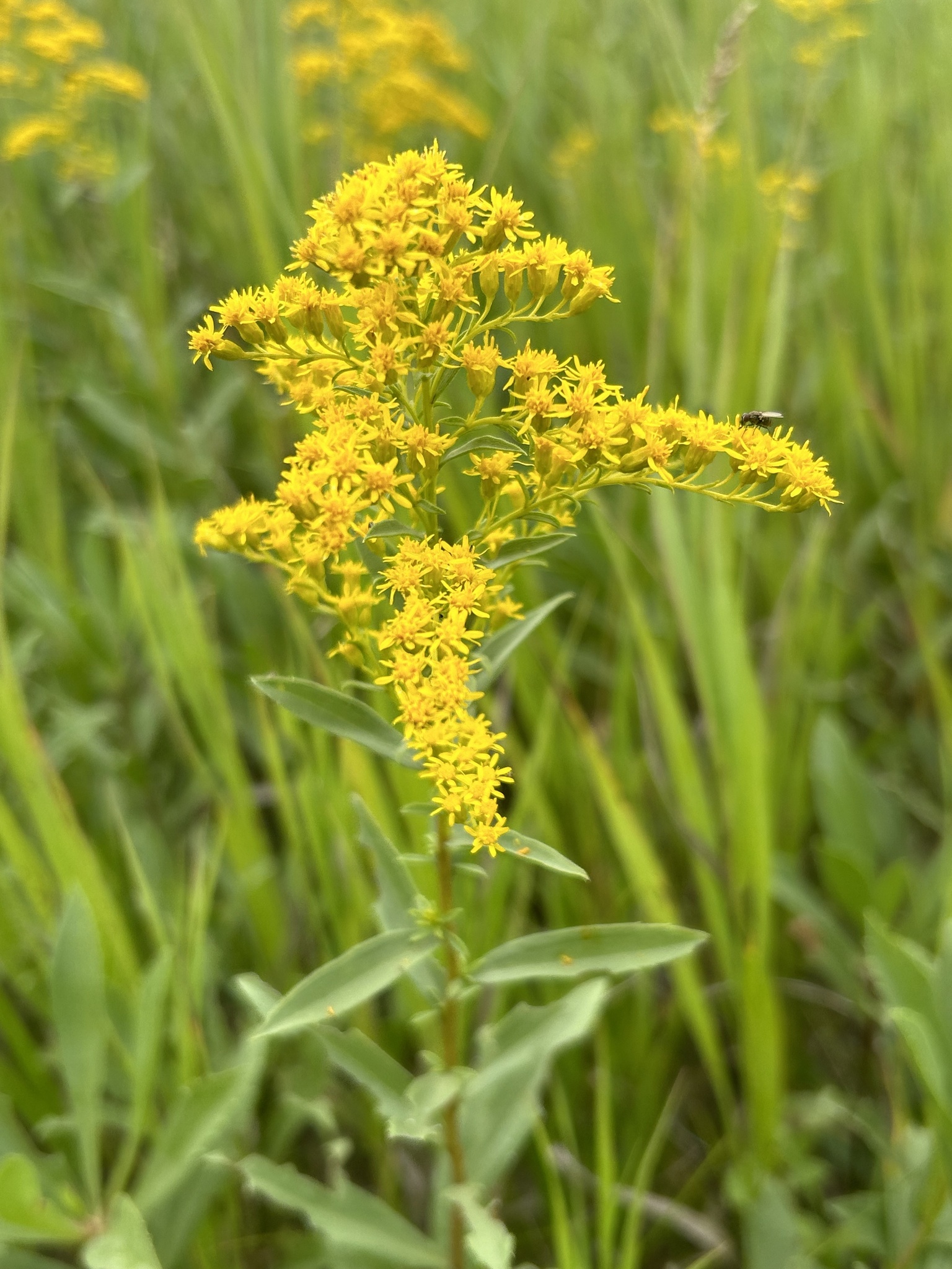Solidago missouriensis