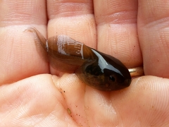 Pelobates fuscus insubricus