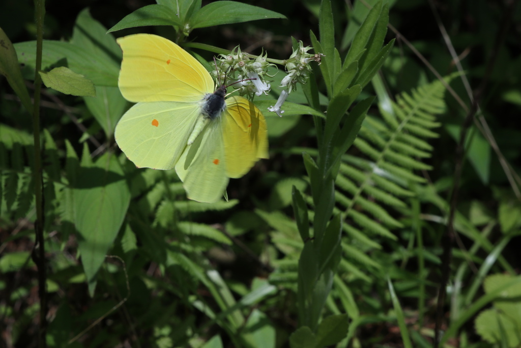 Orange Brimstone