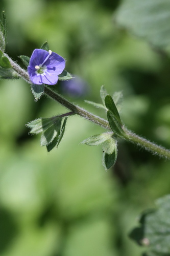 Lax Speedwell (Veronica laxa)
