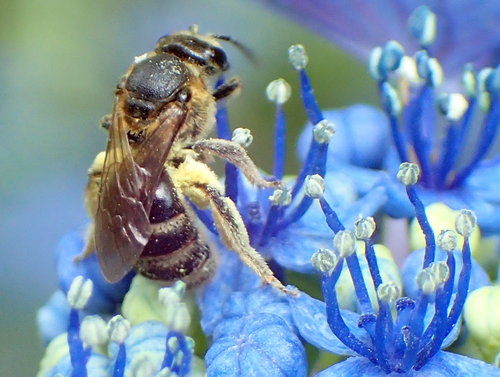 Lasioglossum scitulum