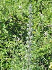 Echium italicum italicum