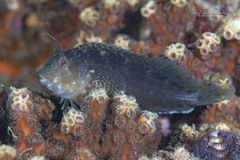 Crested Blenny photo 1