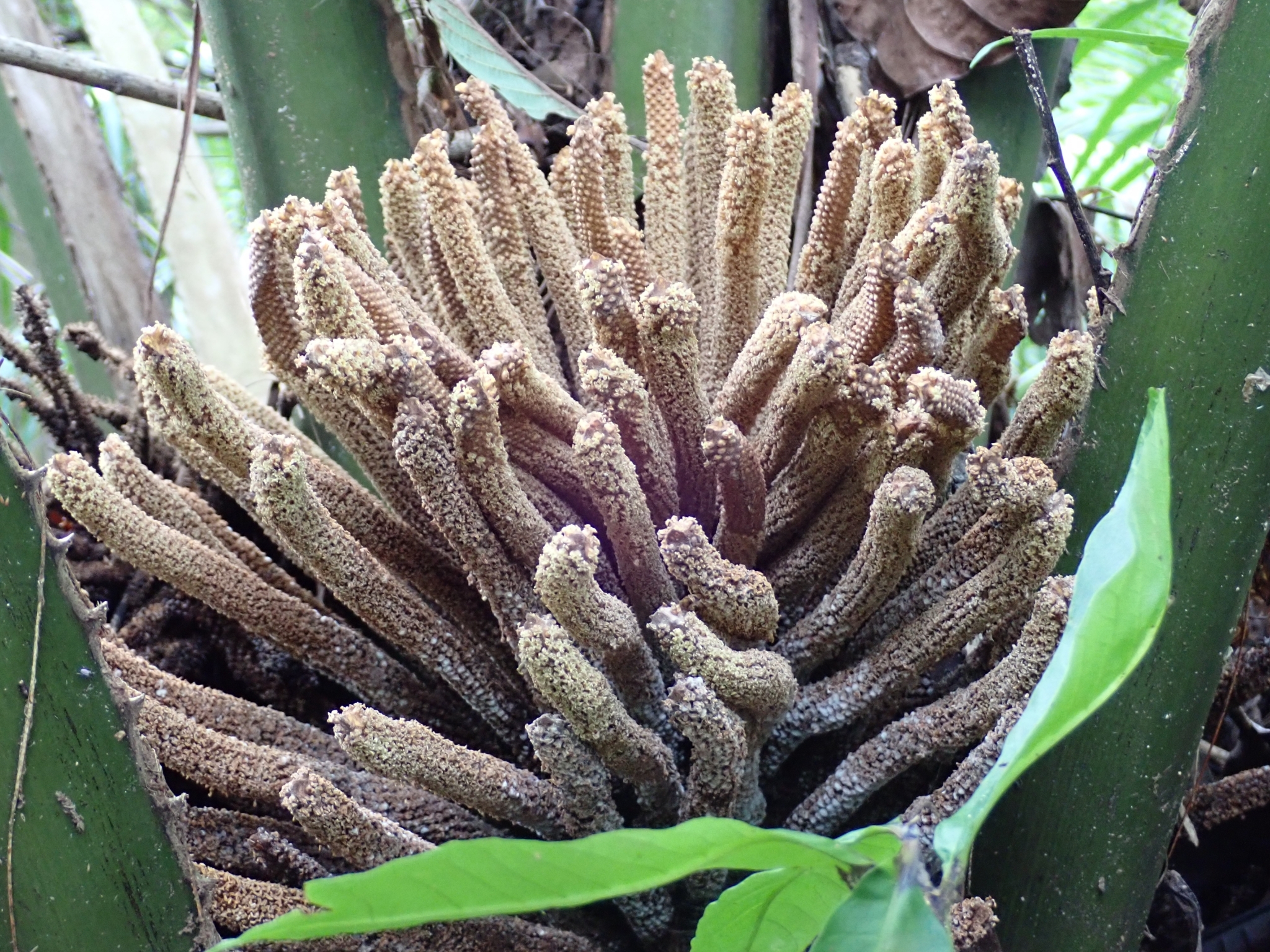 American Oil Palm (Elaeis oleifera)