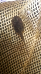 Pelobates fuscus insubricus