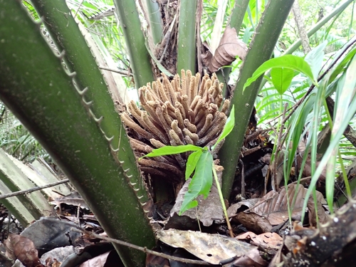 Elaeis oleifera, photograph 1