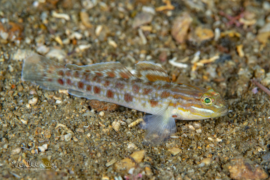 Spotted goby (Coryphopterus punctipectophorus) — Gobiidae