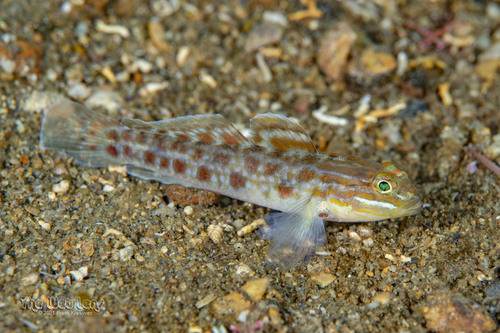 Spotted goby (Coryphopterus punctipectophorus) — Gobiidae