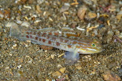 Spotted Goby photo 1