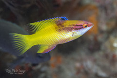 Spotfin Hogfish photo 2