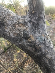 Ochna pulchra pulchra