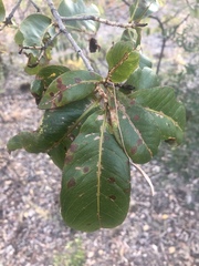 Ochna pulchra pulchra