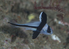 Blackbar Drum photo 3