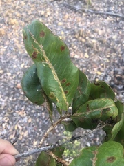 Ochna pulchra pulchra