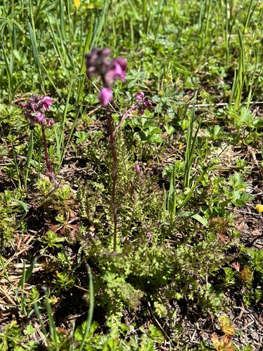 Image of Pedicularis ornithorhynchos by (c) Brooke Smith, some rights reserved (CC BY)
