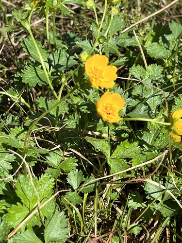 Image of Potentilla flabellifolia by (c) Brooke Smith, some rights reserved (CC BY)
