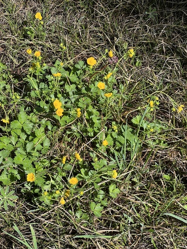 Image of Potentilla flabellifolia by (c) Brooke Smith, some rights reserved (CC BY)