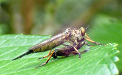 Neoitamus angusticornis