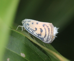 Copsyrna maculata