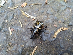 Liparus glabrirostris