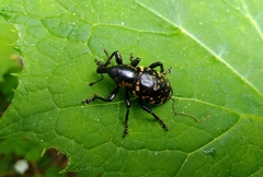 Liparus glabrirostris