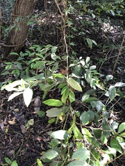 Cryptocarya triplinervis pubens