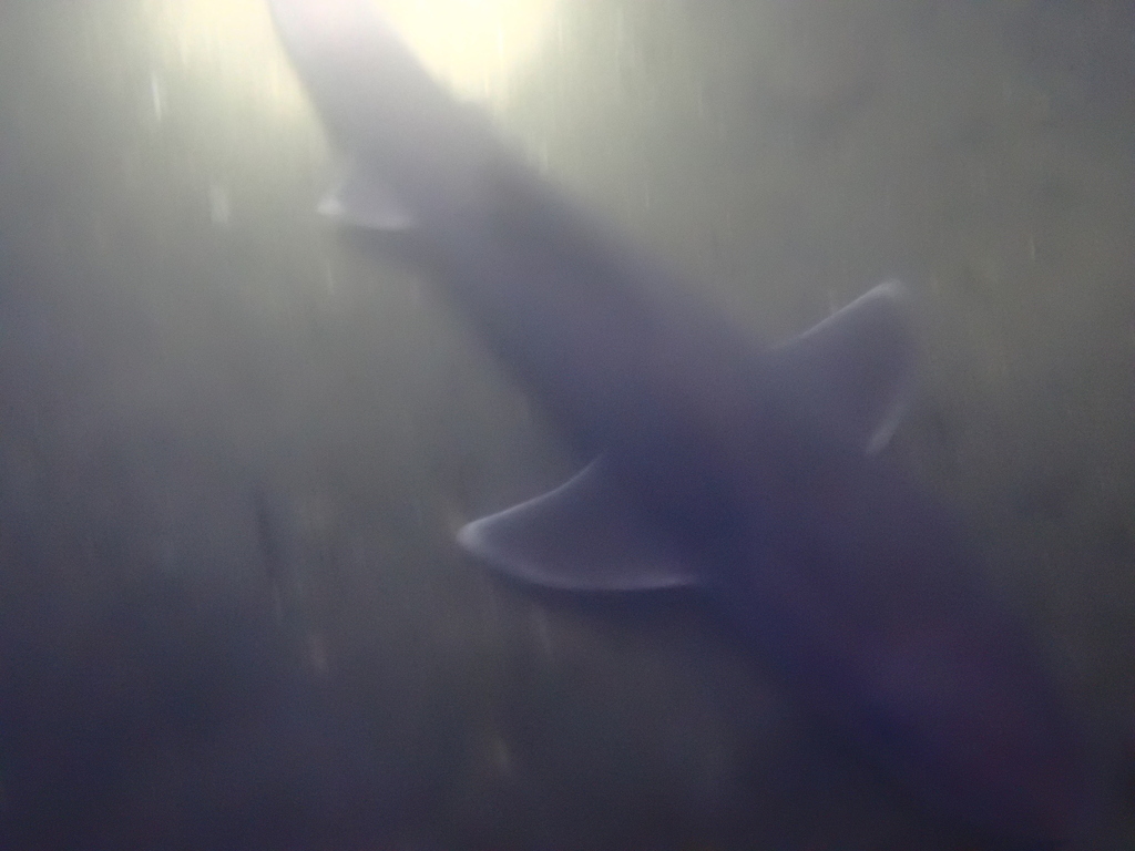 Dusky Smoothhound