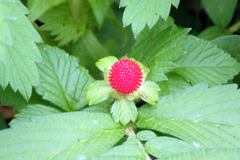 Potentilla hebiichigo