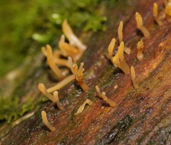 Calocera fusca