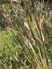 Typha orientalis