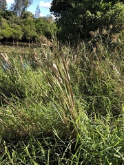Typha orientalis