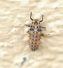 Coccinella magnifica